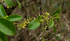Daphnopsis racemosa