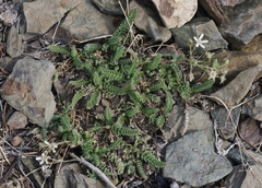 Horkelia hispidula