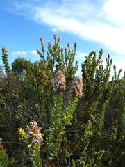 Paranomus roodebergensis