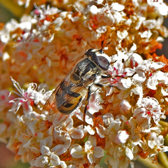 Copestylum marginatum