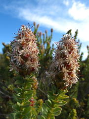 Paranomus roodebergensis