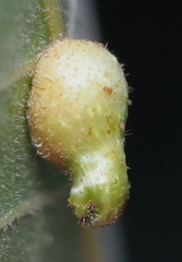 Caryomyia ansericollum
