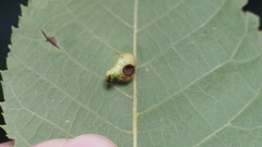 Caryomyia ansericollum