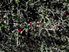 Indigofera obcordata