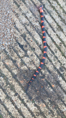 Geophis semidoliatus