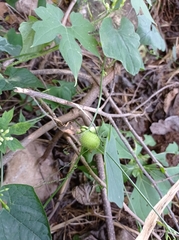 Rytidostylis gracilis