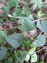 Rytidostylis gracilis