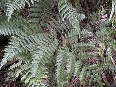 Dennstaedtia bipinnata