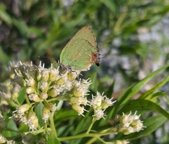 Cyanophrys miserabilis