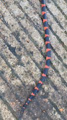 Geophis semidoliatus