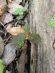 Microchilus hirtellus