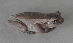 Trachycephalus mesophaeus