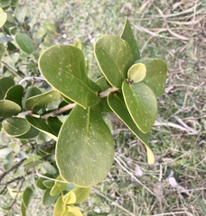 Daphnopsis racemosa