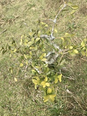 Daphnopsis racemosa