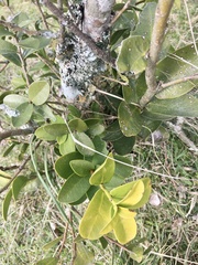 Daphnopsis racemosa