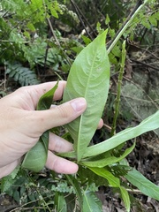 Palicourea croceoides