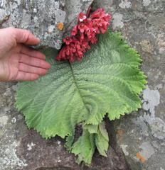 Streptocarpus dunnii