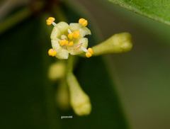 Daphnopsis racemosa