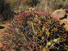 Euphorbia heptagona