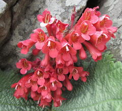 Streptocarpus dunnii