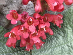 Streptocarpus dunnii