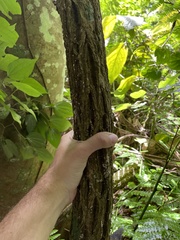 Trichostigma octandrum