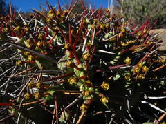 Euphorbia heptagona