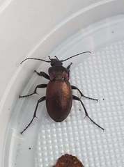 Carabus nemoralis