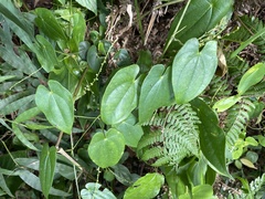 Dioscorea cordata