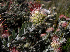 Leucospermum wittebergense