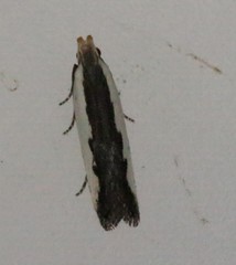 Dichomeris serrativittella