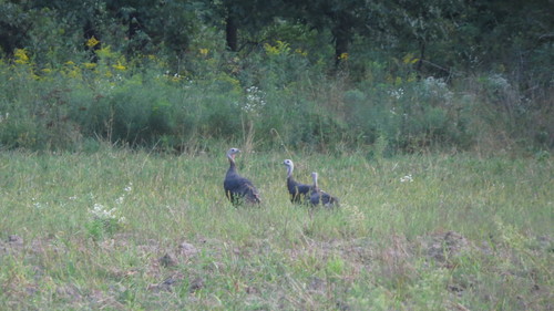 Wild Turkey photographed in Michigan