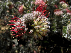 Leucospermum wittebergense