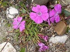 Dianthus glacialis