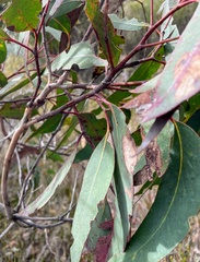 Eucalyptus racemosa