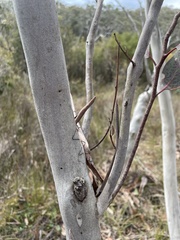 Eucalyptus racemosa