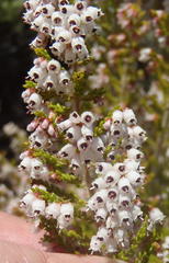 Erica scabriuscula