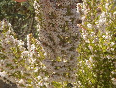 Erica scabriuscula