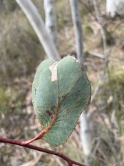 Eucalyptus racemosa