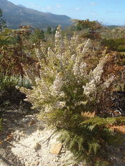 Erica scabriuscula