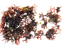 Ahnfeltiopsis devoniensis