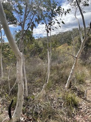 Eucalyptus racemosa