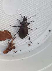 Carabus nemoralis