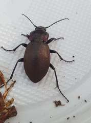 Carabus nemoralis