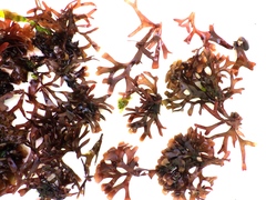 Ahnfeltiopsis devoniensis