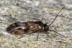 Peripsocidae