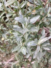 Baccharis microdonta