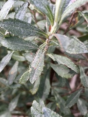 Baccharis microdonta