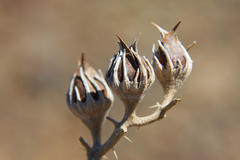 Codon royenii