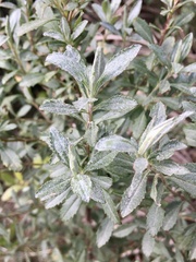 Baccharis microdonta